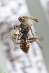  (Nomada rhodosoma - CCDB-29936 F11)  @12 [ ] CreativeCommons - Attribution (2019) Laurence Packer York University