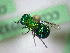  (Chrysididae sp - CCDB-29937 G01)  @11 [ ] CreativeCommons - Attribution (2017) Laurence Packer York University