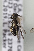  ( - CCDB-29936 G04)  @11 [ ] CreativeCommons - Attribution (2019) Laurence Packer York University