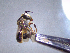  ( - CCDB-29937 G11)  @11 [ ] CreativeCommons - Attribution (2017) Laurence Packer York University