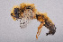  (Goniocolletes wanni - CCDB-34570 H01)  @12 [ ] CreativeCommons - Attribution (2020) Laurence Packer York University