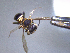  ( - CCDB-29937 H02)  @11 [ ] CreativeCommons - Attribution (2017) Laurence Packer York University