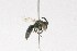  (Andrena bradleyi - JA005)  @13 [ ] CreativeCommons - Attribution Non-Commercial Share-Alike (2010) Unspecified York University