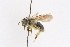  (Andrena perplexa - 05-CTATBI-0794)  @14 [ ] CreativeCommons - Attribution Non-Commercial Share-Alike (2010) Unspecified York University