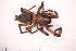  ( - BC3_01.07.16A1)  @11 [ ] CreativeCommons - Attribution Non-Commercial Share-Alike (2017) Unspecified Institut de Recherche sur la Biologie de l'Insecte