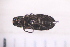  ( - BLA_17.05.16_CO1)  @12 [ ] CreativeCommons - Attribution Non-Commercial Share-Alike (2017) Unspecified Institut de Recherche sur la Biologie de l'Insecte