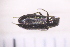  ( - BLA_17.05.16_CO1)  @12 [ ] CreativeCommons - Attribution Non-Commercial Share-Alike (2017) Unspecified Institut de Recherche sur la Biologie de l'Insecte