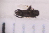  ( - BM1_11.07.16 Di1)  @11 [ ] CreativeCommons - Attribution Non-Commercial Share-Alike (2017) Unspecified Institut de Recherche sur la Biologie de l'Insecte