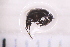  ( - BM1_11.07.16 Di1)  @11 [ ] CreativeCommons - Attribution Non-Commercial Share-Alike (2017) Unspecified Institut de Recherche sur la Biologie de l'Insecte