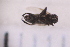  ( - BM1_11.07.16 Di1)  @11 [ ] CreativeCommons - Attribution Non-Commercial Share-Alike (2017) Unspecified Institut de Recherche sur la Biologie de l'Insecte