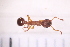  ( - BM1_13.06.16 My1)  @12 [ ] CreativeCommons - Attribution Non-Commercial Share-Alike (2017) Unspecified Institut de Recherche sur la Biologie de l'Insecte
