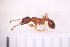  ( - BM1_13.06.16 My1)  @13 [ ] CreativeCommons - Attribution Non-Commercial Share-Alike (2017) Unspecified Institut de Recherche sur la Biologie de l'Insecte