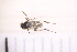  ( - BM1_27.06.16 Di3)  @11 [ ] CreativeCommons - Attribution Non-Commercial Share-Alike (2017) Unspecified Institut de Recherche sur la Biologie de l'Insecte