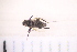  ( - BM1_27.06.16 Di3)  @11 [ ] CreativeCommons - Attribution Non-Commercial Share-Alike (2017) Unspecified Institut de Recherche sur la Biologie de l'Insecte