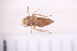  ( - BM2_17.05.16_HO3)  @11 [ ] CreativeCommons - Attribution Non-Commercial Share-Alike (2017) Unspecified Institut de Recherche sur la Biologie de l'Insecte
