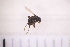  ( - BM3_27.06.16_Di1)  @11 [ ] CreativeCommons - Attribution Non-Commercial Share-Alike (2017) Unspecified Institut de Recherche sur la Biologie de l'Insecte