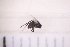  ( - BM3_27.06.16_Di1)  @11 [ ] CreativeCommons - Attribution Non-Commercial Share-Alike (2017) Unspecified Institut de Recherche sur la Biologie de l'Insecte