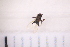  ( - BM3_27.06.16_Di1)  @11 [ ] CreativeCommons - Attribution Non-Commercial Share-Alike (2017) Unspecified Institut de Recherche sur la Biologie de l'Insecte