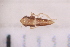  ( - BM4_27.06.16 He2)  @11 [ ] CreativeCommons - Attribution Non-Commercial Share-Alike (2017) Unspecified Institut de Recherche sur la Biologie de l'Insecte