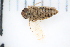  ( - BM4_29.05.17_CI1)  @11 [ ] CreativeCommons - Attribution Non-Commercial Share-Alike (2017) Unspecified Institut de Recherche sur la Biologie de l'Insecte