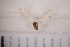  ( - BS3_29.07.16 Di1)  @12 [ ] CreativeCommons - Attribution Non-Commercial Share-Alike (2017) Unspecified Institut de Recherche sur la Biologie de l'Insecte