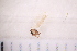  ( - BS3_29.07.16 Di1)  @12 [ ] CreativeCommons - Attribution Non-Commercial Share-Alike (2017) Unspecified Institut de Recherche sur la Biologie de l'Insecte