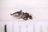  ( - BS4_29.07.16 Di2)  @11 [ ] CreativeCommons - Attribution Non-Commercial Share-Alike (2017) Unspecified Institut de Recherche sur la Biologie de l'Insecte