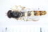  ( - CC1_31.05.17_DI1)  @11 [ ] CreativeCommons - Attribution Non-Commercial Share-Alike (2017) Unspecified Institut de Recherche sur la Biologie de l'Insecte