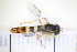  ( - CC1_31.05.17_DI1)  @11 [ ] CreativeCommons - Attribution Non-Commercial Share-Alike (2017) Unspecified Institut de Recherche sur la Biologie de l'Insecte