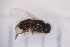 ( - CM4_15.05.17_Di12)  @11 [ ] CreativeCommons - Attribution Non-Commercial Share-Alike (2017) Unspecified Institut de Recherche sur la Biologie de l'Insecte