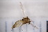  ( - CM4_15.05.17_Di13)  @11 [ ] CreativeCommons - Attribution Non-Commercial Share-Alike (2017) Unspecified Institut de Recherche sur la Biologie de l'Insecte