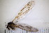  ( - CM4_15.05.17_Di3)  @11 [ ] CreativeCommons - Attribution Non-Commercial Share-Alike (2017) Unspecified Institut de Recherche sur la Biologie de l'Insecte