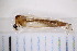  (Dicranomyia sp. BOLDACU9788 - CM4_15.05.17_Di6)  @11 [ ] CreativeCommons - Attribution Non-Commercial Share-Alike (2017) Unspecified Institut de Recherche sur la Biologie de l'Insecte