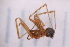  ( - CV1_03.05.16A2)  @11 [ ] CreativeCommons - Attribution Non-Commercial Share-Alike (2017) Unspecified Institut de Recherche sur la Biologie de l'Insecte