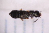  ( - CV1_03.05.16ST2)  @11 [ ] CreativeCommons - Attribution Non-Commercial Share-Alike (2017) Unspecified Institut de Recherche sur la Biologie de l'Insecte