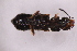  ( - CV1_03.05.16ST2)  @11 [ ] CreativeCommons - Attribution Non-Commercial Share-Alike (2017) Unspecified Institut de Recherche sur la Biologie de l'Insecte