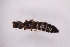  ( - CV1_03.05.16ST3)  @11 [ ] CreativeCommons - Attribution Non-Commercial Share-Alike (2017) Unspecified Institut de Recherche sur la Biologie de l'Insecte