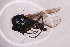  ( - CV1_03.05.16DB16)  @11 [ ] CreativeCommons - Attribution Non-Commercial Share-Alike (2017) Unspecified Institut de Recherche sur la Biologie de l'Insecte