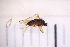  ( - CV1_03.05.16DB8)  @11 [ ] CreativeCommons - Attribution Non-Commercial Share-Alike (2017) Unspecified Institut de Recherche sur la Biologie de l'Insecte