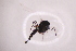  ( - CV1_03.05.16DN3)  @11 [ ] CreativeCommons - Attribution Non-Commercial Share-Alike (2017) Unspecified Institut de Recherche sur la Biologie de l'Insecte