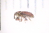  ( - CV1_23.05.17_Cur)  @11 [ ] CreativeCommons - Attribution Non-Commercial Share-Alike (2017) Unspecified Institut de Recherche sur la Biologie de l'Insecte