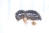  ( - CV1_23.05.17_SC1)  @11 [ ] CreativeCommons - Attribution Non-Commercial Share-Alike (2017) Unspecified Institut de Recherche sur la Biologie de l'Insecte