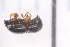  ( - CV1_23.05.17_SC1)  @11 [ ] CreativeCommons - Attribution Non-Commercial Share-Alike (2017) Unspecified Institut de Recherche sur la Biologie de l'Insecte