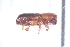  ( - CV1_23.05.17_SC2)  @11 [ ] CreativeCommons - Attribution Non-Commercial Share-Alike (2017) Unspecified Institut de Recherche sur la Biologie de l'Insecte