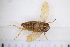  ( - CV3_25.07.17_CIC1)  @11 [ ] CreativeCommons - Attribution Non-Commercial Share-Alike (2017) Unspecified Institut de Recherche sur la Biologie de l'Insecte