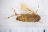  ( - CV3_25.07.17_CIC1)  @11 [ ] CreativeCommons - Attribution Non-Commercial Share-Alike (2017) Unspecified Institut de Recherche sur la Biologie de l'Insecte