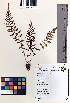  (Athyrium hohenackerianum - MBP-042)  @11 [ ] Copyright (2020) M Patel and M N Reddy Veer Narmad South Gujarat University