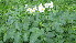  (Solanum chacoense - IBONE-VGSN-27)  @11 [ ] Copyright (2014) Instituto de Botánica del Nordeste (IBONE) Instituto de Botánica del Nordeste (IBONE)