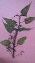  (Ipomoea carnea - IBONE-VGSN-99)  @11 [ ] Copyright (2014) Instituto de Botánica del Nordeste (IBONE) Instituto de Botánica del Nordeste (IBONE)