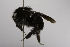  (Bombus pullatus - CCDB-03754 C08)  @14 [ ] CreativeCommons - Attribution Non-Commercial Share-Alike (2010) Unspecified York University
